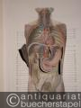 Medizin/Pharmazie » Anatomie - Der menschliche Körper (Mann und Weib) in 54 farbigen anatomischen Tafeln und zerlegbaren Modellen.