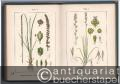 Naturwissenschaft/Mathematik » Botanik - J. Sturms Flora von Deutschland in Abbildungen nach der Natur. 15 Bände.
